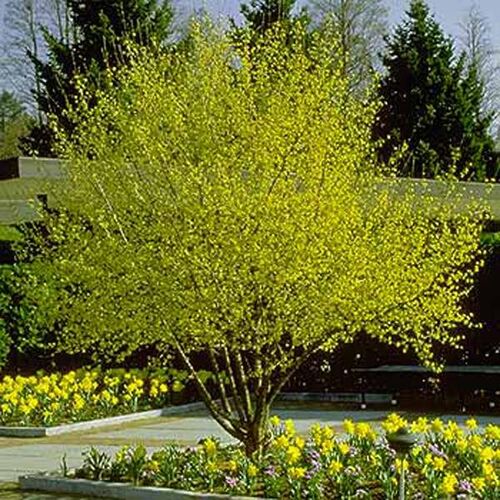 Дерен мужской/Cornus mas 20-30 C5