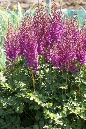 Астильба китайская Биллберри Кейк /Astilbe chinensis Billberry Cake Р1,5