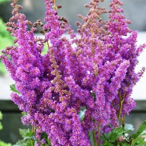 Астильба китайская Блэк Энд Блю /Astilbe chinensis Black And Blue Р1,5