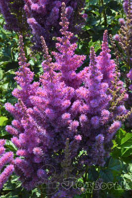 Астильба гибридная Блэк Перлс/Astilbe Hybrid Black Pearl Р1,5