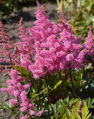 Астильба гибридная Лола/Astilbe Hybrid Lola Р1,5