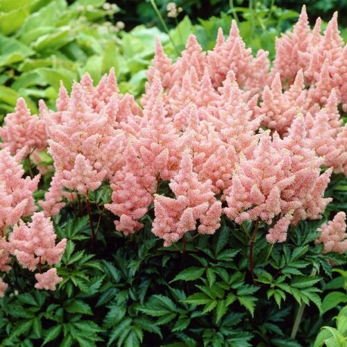 Астильба Арендса Сестра Тереза/Astilbe arendsii Sister Therese Р1,5