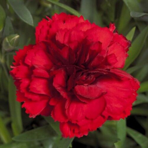 Гвоздика перистая Динамик Дарк Рэд/Dianthus plumarius Dinamic Dark Red Р1