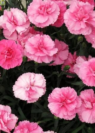 Гвоздика перистая Динамик Пинк/Dianthus plumarius Dinamic Pink Р1,5
