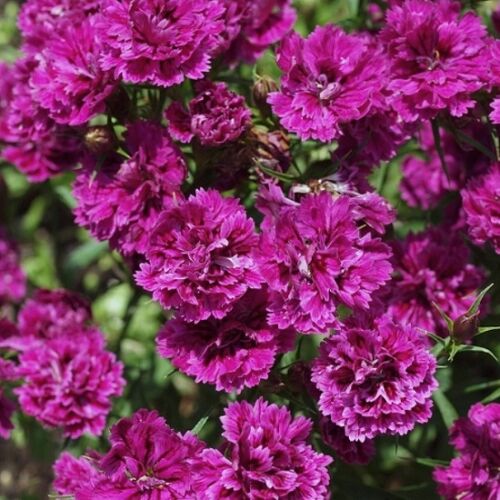 Гвоздика перистая Динамик Виолет/Dianthus plumarius Dinamic Violet Р1