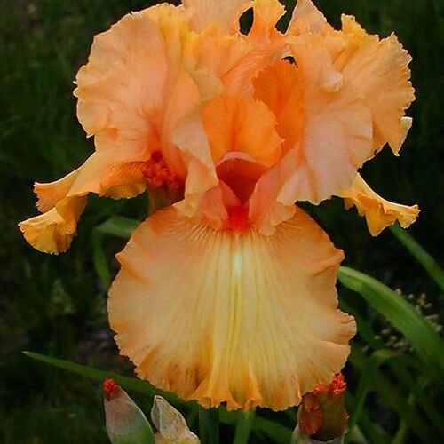 Ирис бородатый (германский) Чайна Дракон/Iris germanica China Dragon Р1,5