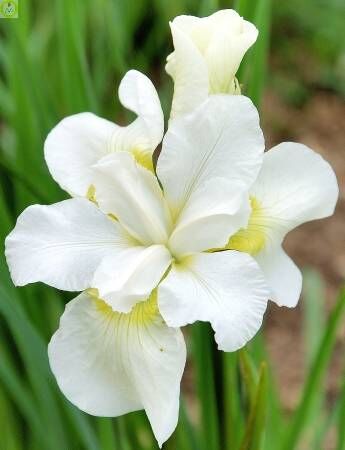 Ирис сибирский Эстер С.Д.М./Iris sibirica Esther C.D.M. Р1,5