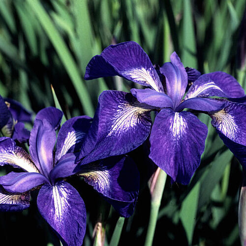 Ирис сибирский Нагаребоши/Iris sibirica Nagareboshi Р1,5