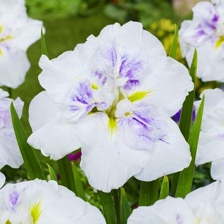 Ирис мечевидный Динерплейт Капкейк/Iris ensata Dinner Plate Cupcake Р1,5