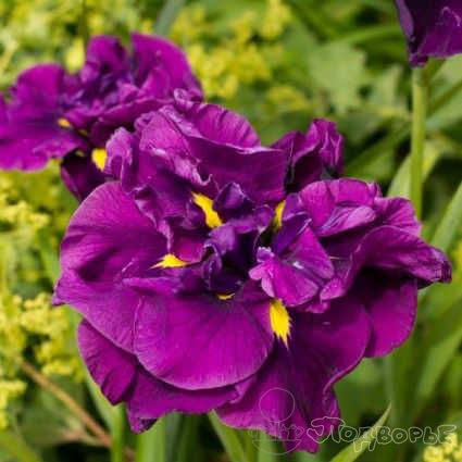 Ирис мечевидный Эйеленс Дрим /Iris ensata Eileens Dream Р1,5