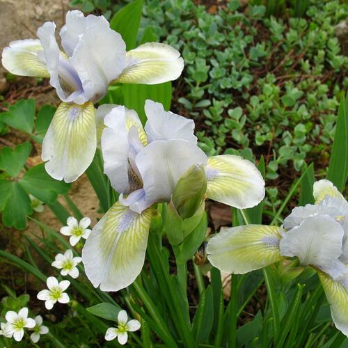 Ирис карликовый Дрим Стафф/Iris pumila Dream Stuff Р1,5