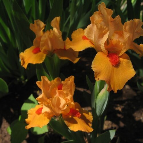 Ирис карликовый Орандж Капер/Iris pumila Orange Caper Р1,5