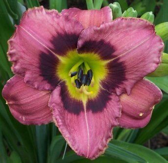 Лилейник гибридный Олвейз Либерти/Hemerocallis hybrida Always Liberty Р1,5