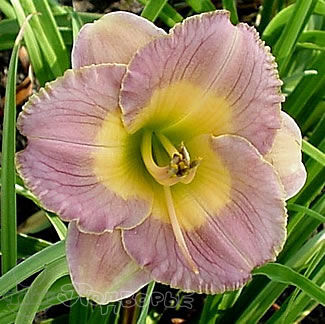 Лилейник гибридный Чайниз Инкантейшн/Hemerocallis hybrida Chinese Incantation  Р1,5