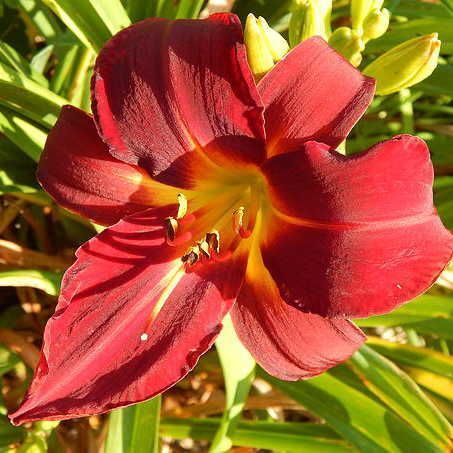Лилейник гибридный Драгон Лоре/Hemerocallis hybrida Dragon Lore Р1,5