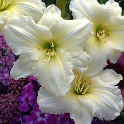 Лилейник гибридный Джоан Сеньор/Hemerocallis hybrida Joan Senior Р1,5