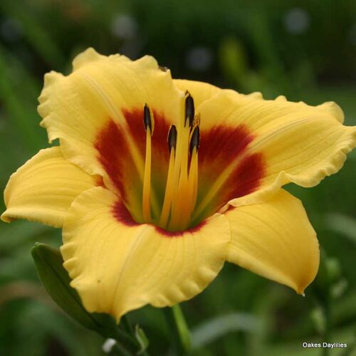 Лилейник гибридный Литтл Кадет/Hemerocallis hybridа Little Cadet Р1,5