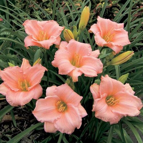 Лилейник гибридный Он энд Он/Hemerocallis hybridа On And On Р1,5
