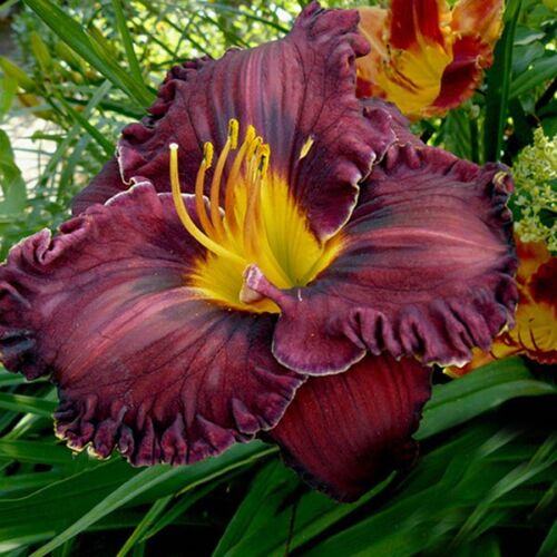 Лилейник гибридный Пурпллишиз/Hemerocallis hybridа Purplelicious Р1,5