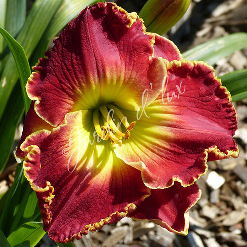 Лилейник гибридный Скарлет Бриз/Hemerocallis hybridа Scarlet Breeze Р1,5