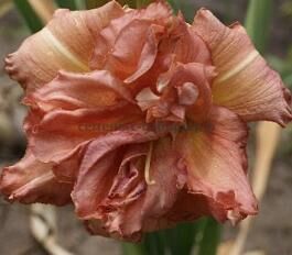 Лилейник гибридный Дабл Салмон Уандер/Hemerocallis hybridа Double Salmon Wonder Р1,5