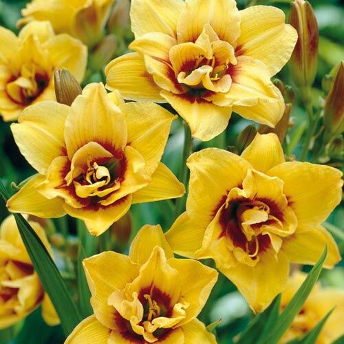 Лилейник гибридный Маунт Хелена/Hemerocallis hybridа Mount Helena Р1,5