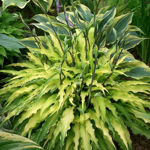 Хоста гибридная Керли Фрайз/Hosta hybrid Curly Fries Р1,5