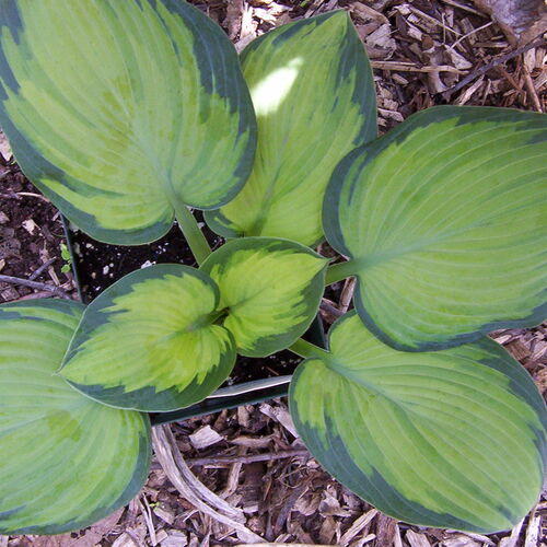 Хоста гибридная Джордж Смит/Hosta hybrid George Smith Р1,5