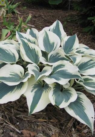 Хоста гибридная Грейт Эскейп/Hosta hybrid Great Escape Р1,5