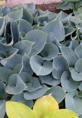 Хоста гибридная Хедспен Блю/Hosta hybrid Hadspen Blue Р1,5
