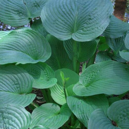 Хоста гибридная Юрассик Парк/Hosta hybrid Jurassic Park Р1,5