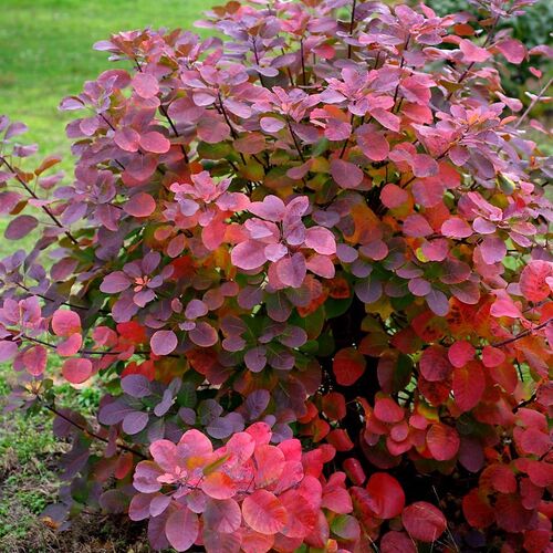 Барбарис Тунберга Розеум/Berberis thunbergii Roseum 40-60 C5