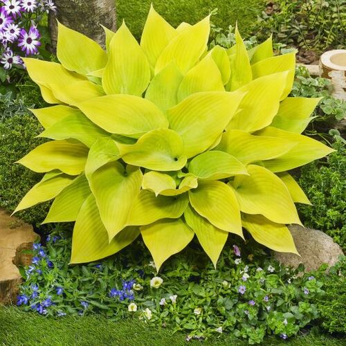 Хоста гибридная Санни Халцион/Hosta hybrid Sunny Halcyon Р1,5