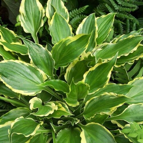 Хоста гибридная Ти Эт Бетти/Hosta hybrid Tea At Betty Р1,5