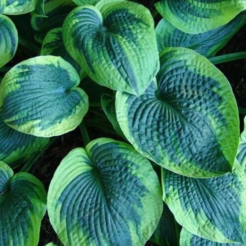 Хоста гибридная Токудама Флавоцирциналис/Hosta hybrid Tokudama Flavorcircinalis Р1,5
