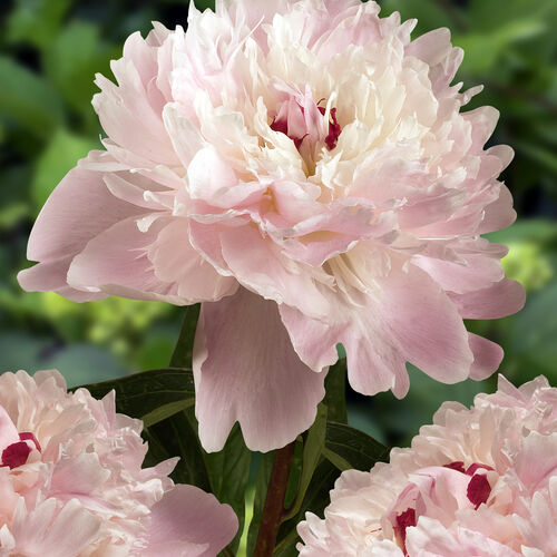 Пион молочноцветковый Алерти/Paeonia lactiflora Alertie С3