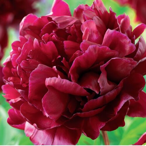 Пион молочноцветковый Армани/Paeonia lactiflora Armani С3