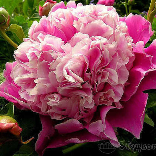 Пион молочноцветковый Кора Стабс/Paeonia lactiflora Cora Stubs С3