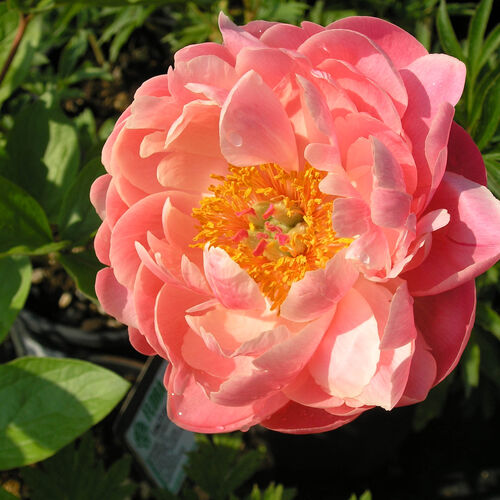 Пион молочноцветковый Корал Н Голд/Paeonia lactiflora Coral N Gold С5