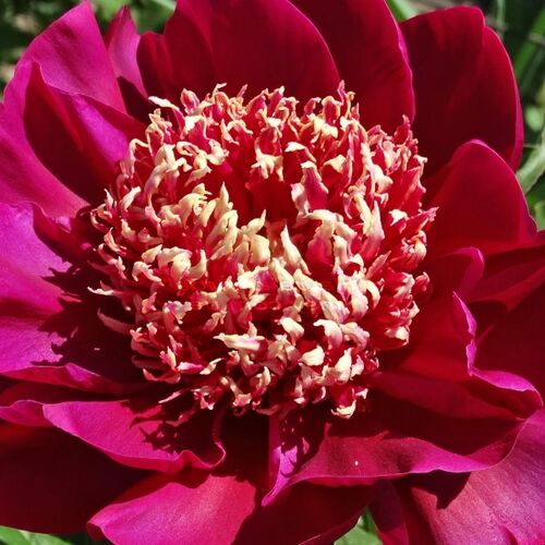 Пион молочноцветковый Куккоз Нест/Paeonia lactiflora Cuckoos Nest С3