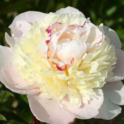 Пион молочноцветковый Мадам Кало/Paeonia lactiflora Madame Calot С3