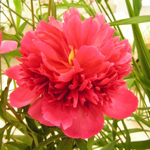 Пион молочноцветковый Мэни Хэппи Ретернс/Paeonia lactiflora Many Happy Returns С3