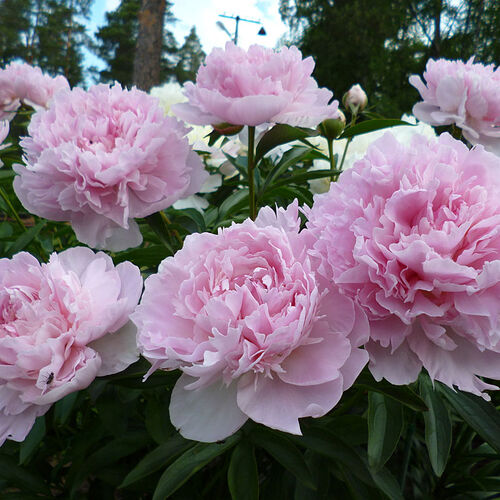 Пион молочноцветковый Нэнси Нора/Paeonia lactiflora Nancy Nora С3
