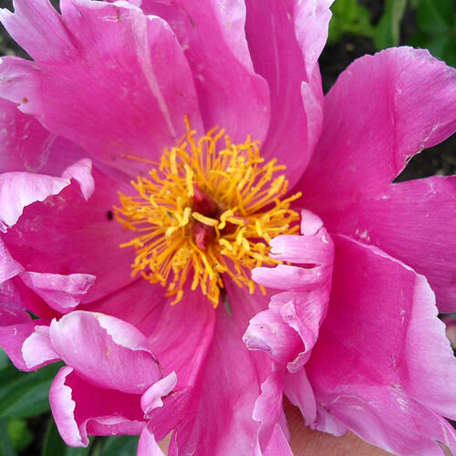 Пион молочноцветковый Нимфа/Paeonia lactiflora Nymphe С3