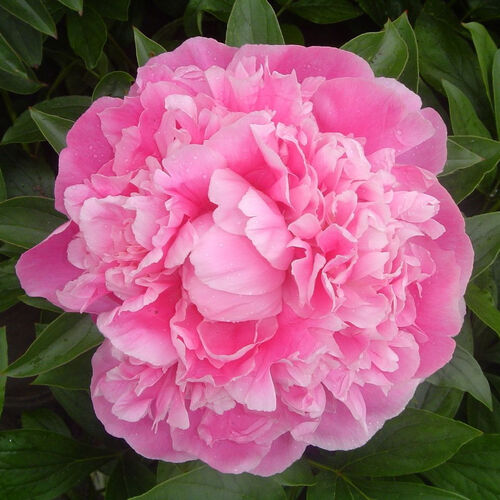 Пион молочноцветковый Пинк Парфейт /Paeonia lactiflora Pink Parfait С3