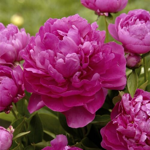 Пион молочноцветковый Ричез Энд Фэйм/Paeonia lactiflora Riches And Fame С3