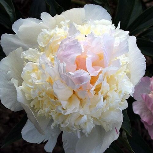 Пион молочноцветковый Вог/Paeonia lactiflora Vogue С3