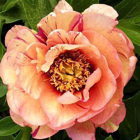 Пион ИТО гибрид Коллис Мемори/Paeonia Itoh-hybrid Callies Memory С5