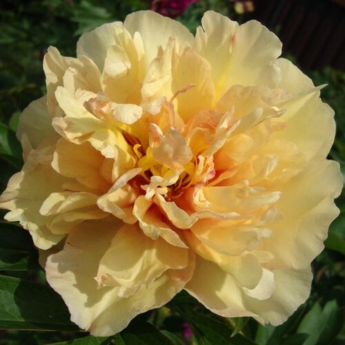 Пион ИТО гибрид Канари Бриллиантс/Paeonia Itoh-hybrid Canary Brilliants С5