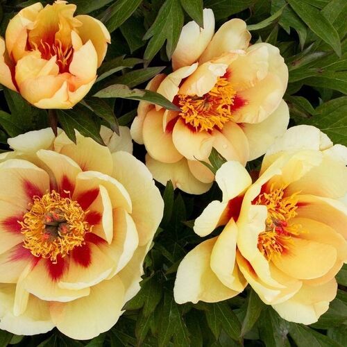Пион ИТО гибрид Викинг Фулл Мун/Paeonia Itoh-hybrid Viking Full Moon С5